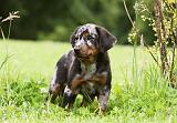 BEAUCERON - PUPPIES 275